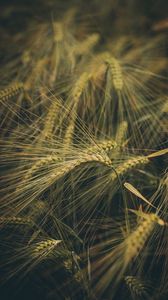 Preview wallpaper wheat, ears, field, grass