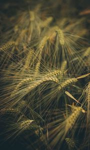 Preview wallpaper wheat, ears, field, grass