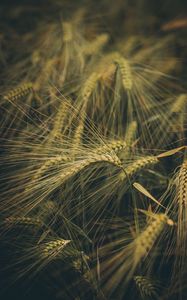 Preview wallpaper wheat, ears, field, grass