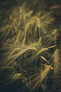 Preview wallpaper wheat, ears, field, grass