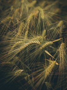 Preview wallpaper wheat, ears, field, grass
