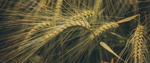 Preview wallpaper wheat, ears, field, grass