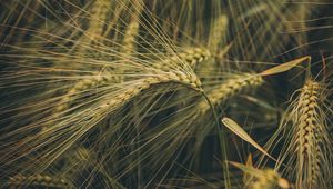 Preview wallpaper wheat, ears, field, grass