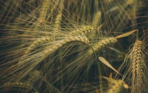 Preview wallpaper wheat, ears, field, grass