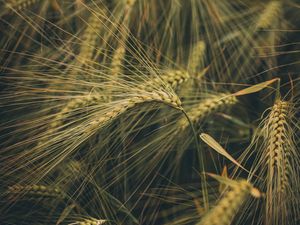 Preview wallpaper wheat, ears, field, grass