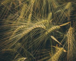 Preview wallpaper wheat, ears, field, grass