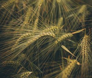 Preview wallpaper wheat, ears, field, grass