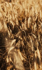 Preview wallpaper wheat, ears, field, dry