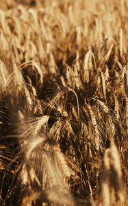 Preview wallpaper wheat, ears, field, dry
