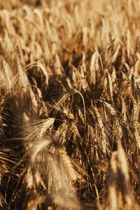 Preview wallpaper wheat, ears, field, dry