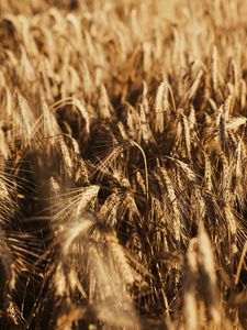 Preview wallpaper wheat, ears, field, dry