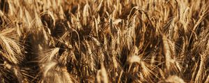 Preview wallpaper wheat, ears, field, dry