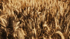 Preview wallpaper wheat, ears, field, dry