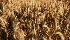 Preview wallpaper wheat, ears, field, dry