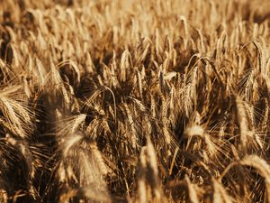 Preview wallpaper wheat, ears, field, dry