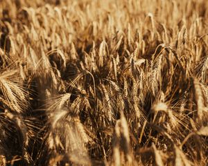 Preview wallpaper wheat, ears, field, dry