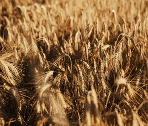 Preview wallpaper wheat, ears, field, dry