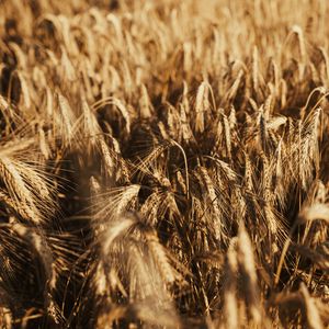 Preview wallpaper wheat, ears, field, dry