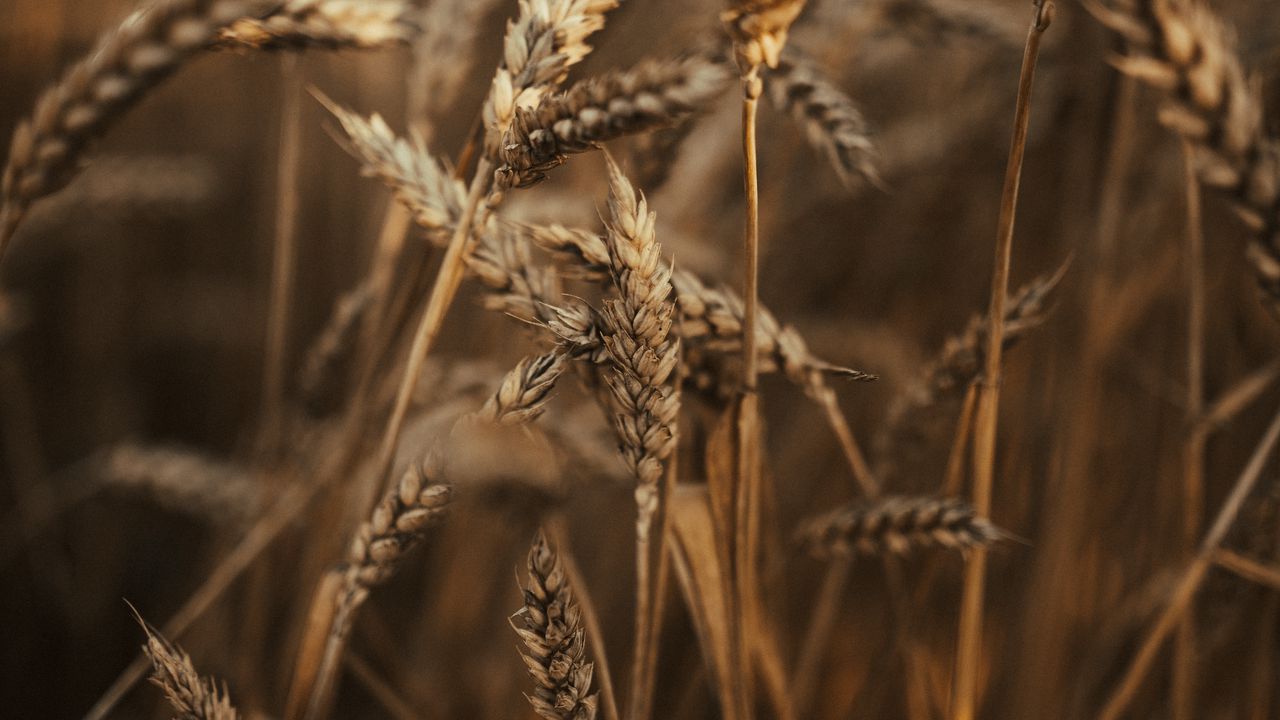 Wallpaper wheat, ears, field, dry, grass