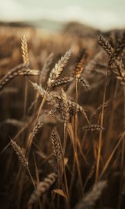 Preview wallpaper wheat, ears, field, dry, grass