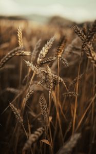 Preview wallpaper wheat, ears, field, dry, grass