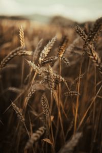 Preview wallpaper wheat, ears, field, dry, grass