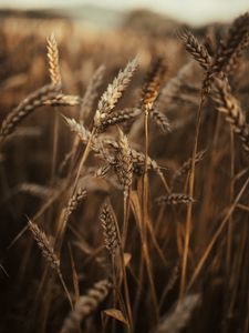 Preview wallpaper wheat, ears, field, dry, grass