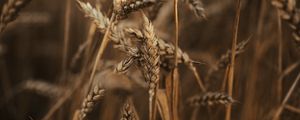 Preview wallpaper wheat, ears, field, dry, grass