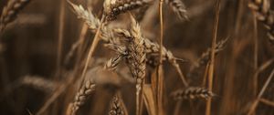 Preview wallpaper wheat, ears, field, dry, grass