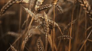 Preview wallpaper wheat, ears, field, dry, grass