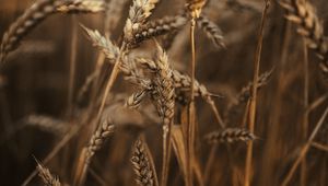 Preview wallpaper wheat, ears, field, dry, grass