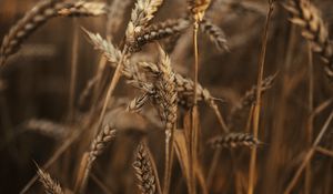 Preview wallpaper wheat, ears, field, dry, grass