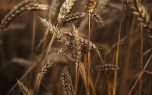 Preview wallpaper wheat, ears, field, dry, grass