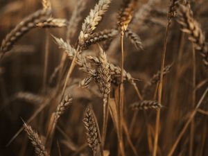 Preview wallpaper wheat, ears, field, dry, grass