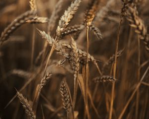 Preview wallpaper wheat, ears, field, dry, grass