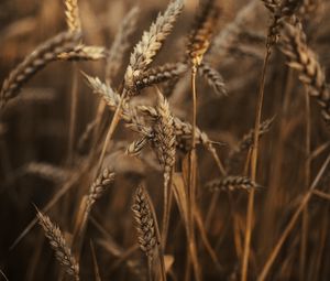 Preview wallpaper wheat, ears, field, dry, grass