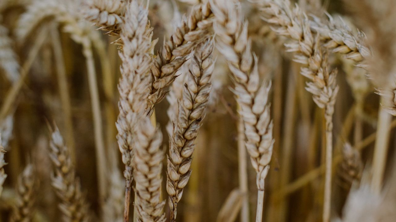 Wallpaper wheat, ears, field, dry, macro