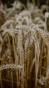 Preview wallpaper wheat, ears, field, dry, macro