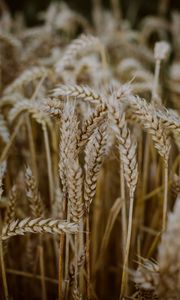 Preview wallpaper wheat, ears, field, dry, macro