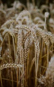 Preview wallpaper wheat, ears, field, dry, macro