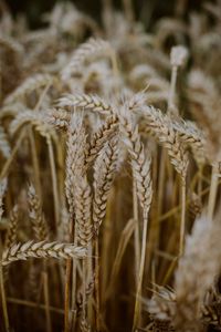 Preview wallpaper wheat, ears, field, dry, macro