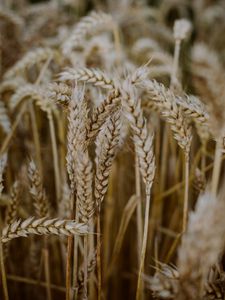 Preview wallpaper wheat, ears, field, dry, macro