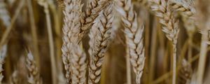 Preview wallpaper wheat, ears, field, dry, macro