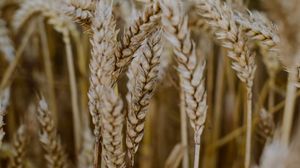 Preview wallpaper wheat, ears, field, dry, macro