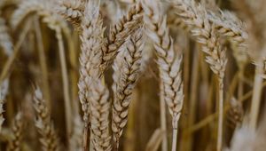 Preview wallpaper wheat, ears, field, dry, macro