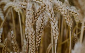 Preview wallpaper wheat, ears, field, dry, macro