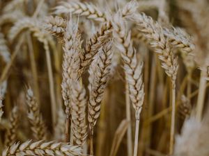Preview wallpaper wheat, ears, field, dry, macro