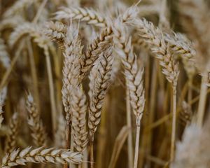 Preview wallpaper wheat, ears, field, dry, macro