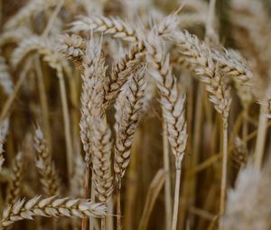 Preview wallpaper wheat, ears, field, dry, macro