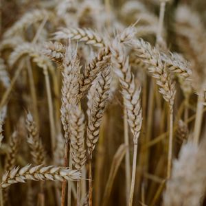 Preview wallpaper wheat, ears, field, dry, macro